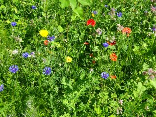 Blumenwiese Blumenwiese